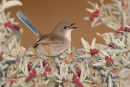 Superb Fairy-wren, Werribee