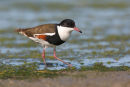 Red-kneed Dotterel, Point Cook