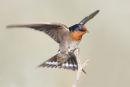 Welcome Swallow, Werribee