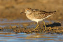 Sharp-tailed Sandpiper, Werribee