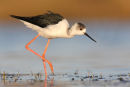 Black-winged Stilt, Werribee