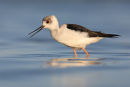 Black-winged Stilt, Werribee