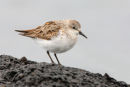 Red-necked Stint, Werribee