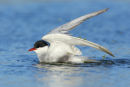 Whiskered Tern, Werribee