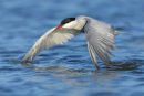 Whiskered Tern, Werribee