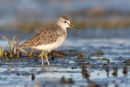 Wood Sandpiper, Werribee