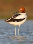 Red-necked Avocet, Werribee