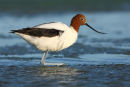 Red-necked Avocet, Werribee