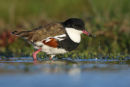 Red-kneed Dotterel, Werribee