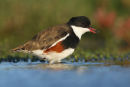 Red-kneed Dotterel, Werribee