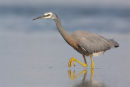 White-faced Heron, Williamstown