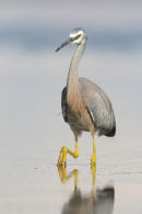 White-faced Heron, Williamstown