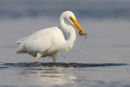 Great Egret, Williamstown