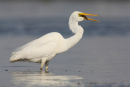 Great Egret, Williamstown