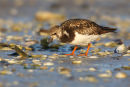 Ruddy Turnstone, Point Wilson