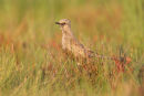 Brown Songlark, Point Wilson
