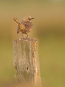 Brown Songlark, Point Wilson