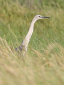 White-necked Heron, Point Wilson