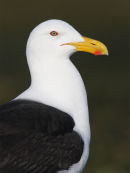 Kelp Gull, Port Fairy