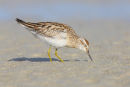 Sharp-tailed Sandpiper, Port Fairy