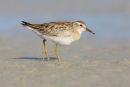 Sharp-tailed Sandpiper, Port Fairy