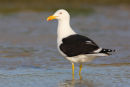 Kelp Gull, Port Fairy