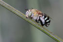 Blue-banded Bee, Port Fairy