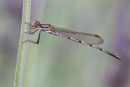 Common Ringtail Damselfly, Port Fairy
