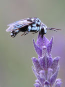 Neon-cuckoo Wasp, Port Fairy