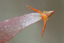 Triangle Spider, Daylesford