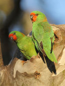 Little Lorikeets, Werribee River
