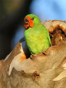 Little Lorikeets, Werribee River