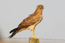Spotted Harrier, Point Wilson