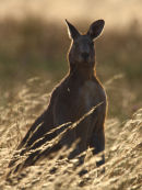 Eastern Grey Kangaroo, Avalon