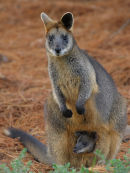 Swamp Wallaby and joey, Werribee