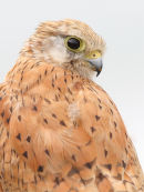 Nankeen Kestrel, Phillip Island