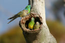 Red-rumped Parrots, Little River