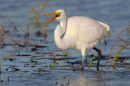 Great Egret, Werribee