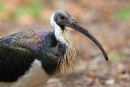 Straw necked Ibis, Geelong