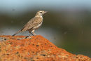 Australian Pipit, Rockbank