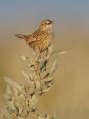 Striated Fieldwren, Werribee