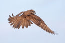 Brown Falcon, Werribee