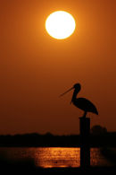 Australian Pelican, Werribee