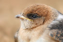 Fairy Martin, Werribee