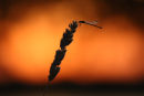 Resting Damselfly, Point Wilson