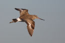 Hudsonian Godwit, Altona