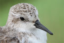 Red necked Stint, Werribee