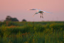 Yellow billed Spoonbill, Werribee