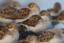Red necked Stints, Point Wilson