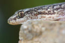 Marbled Gecko